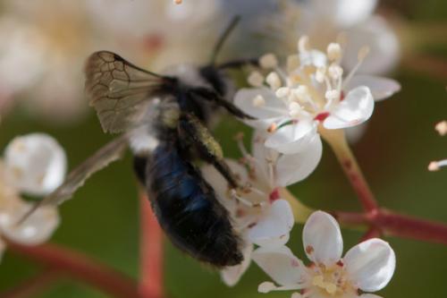 Andrena cineraria