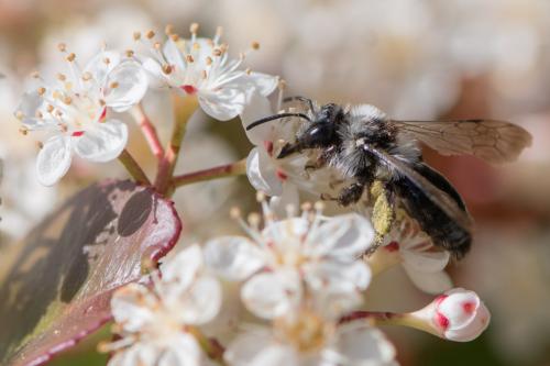 Andrena cineraria