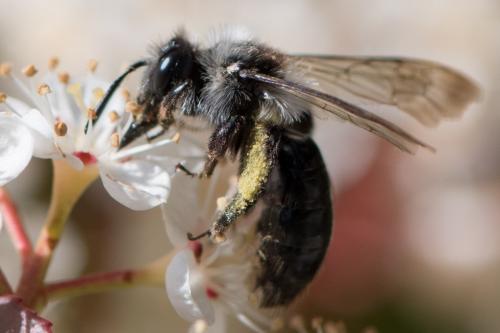 Andrena cineraria