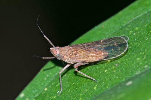 Réf. 245 650 : Ugyops sp.