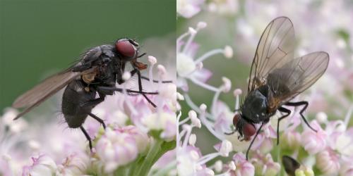 Hebecnema vespertina
