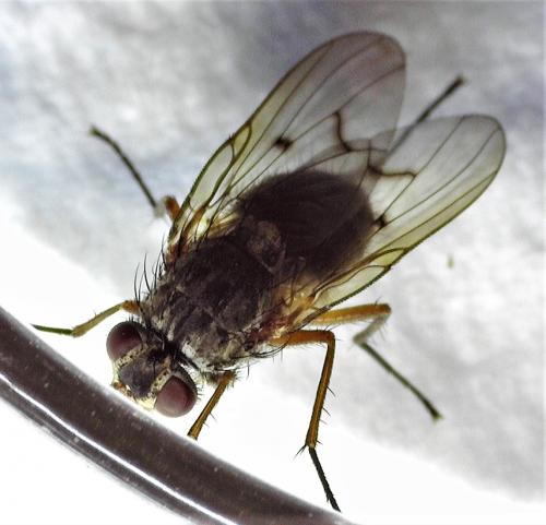 Phaonia tuguriorum