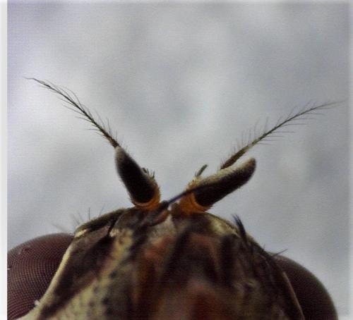 Phaonia tuguriorum