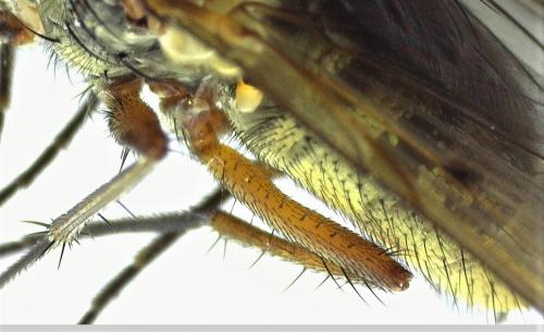 Phaonia tuguriorum
