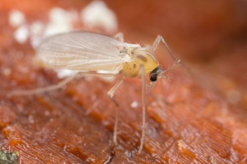 Réf. 245 171 : Orthocladiinae inconnu