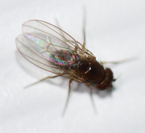 Réf. 245 663 : Drosophila sp.