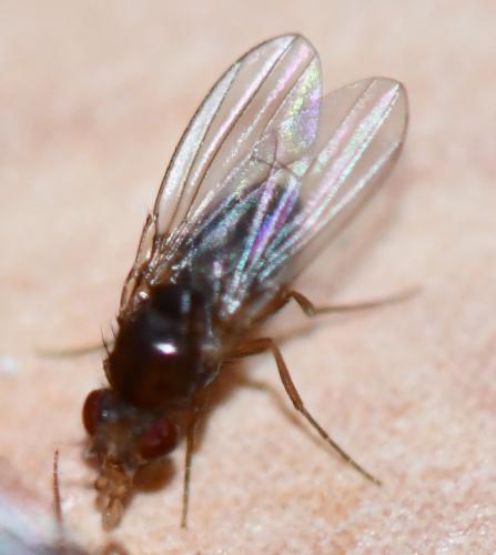 Drosophila sp.