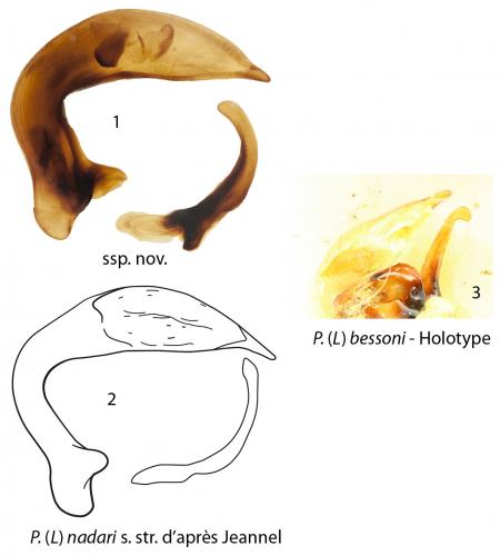 Pterostichus nadari
