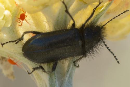 Réf. 245 142 : Enicopus sp.