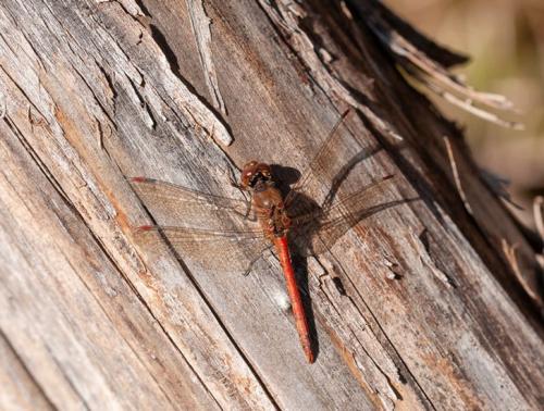 Sympetrum striolatum