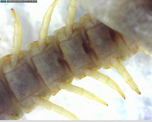 Geophilus carpophagus