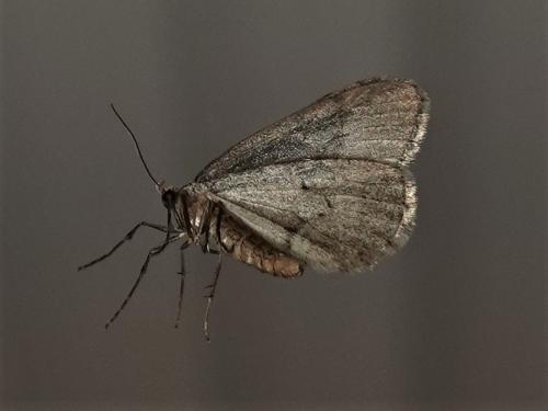 Operophtera brumata