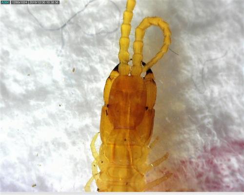Pachymerium ferrugineum