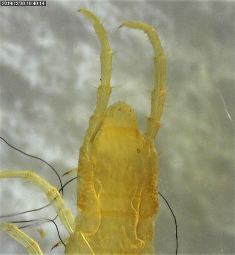 Réf. 245 416 : Pachymerium ferrugineum