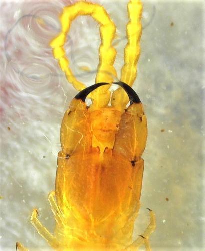 Pachymerium ferrugineum