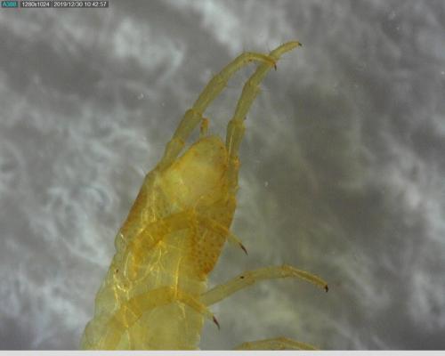 Pachymerium ferrugineum