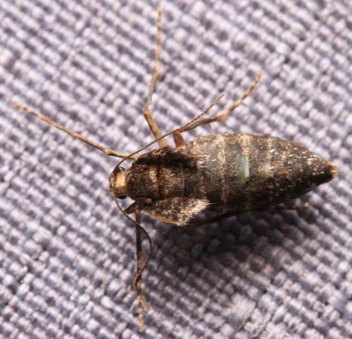 Réf. 245 245 : Operophtera brumata