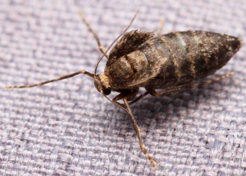 Réf. 245 246 : Operophtera brumata