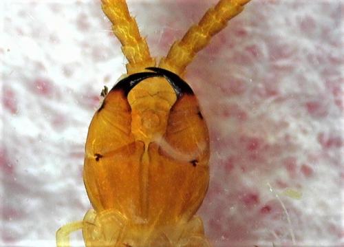 Geophilus carpophagus