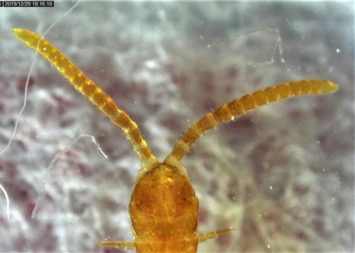 Strigamia carniolensis