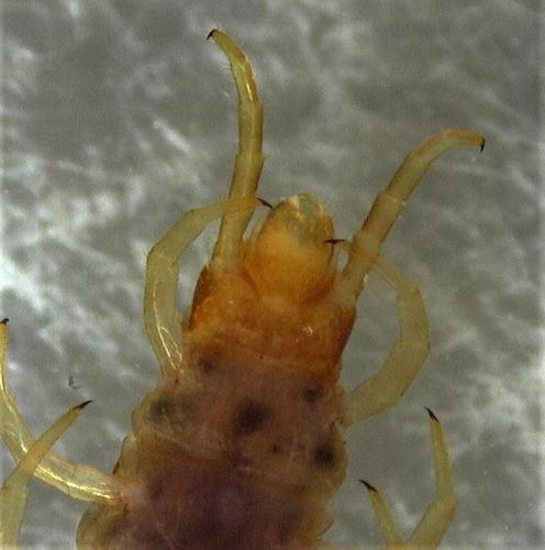 Geophilus carpophagus