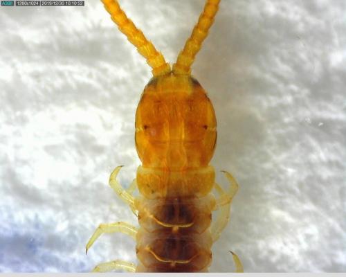 Geophilus carpophagus
