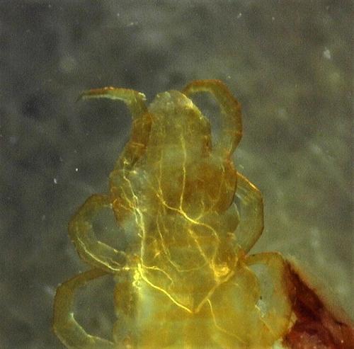 Strigamia carniolensis