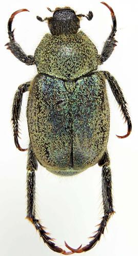 Hoplia pollinosa