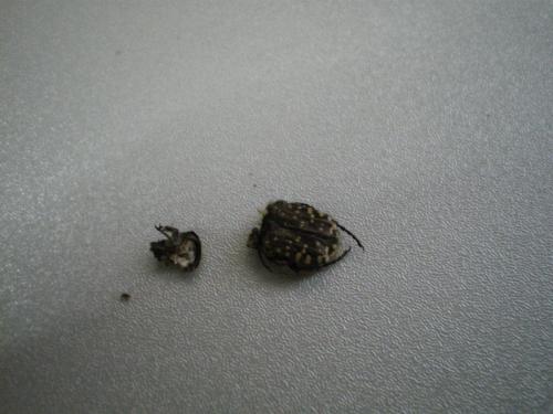 Réf. 245 485 : Oxythyrea funesta