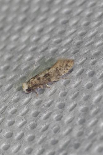 Réf. 245 805 : Infurcitinea sp.