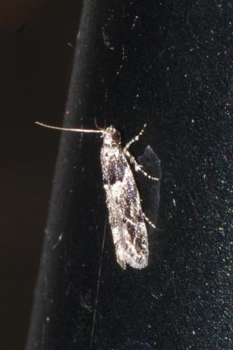 Réf. 245 446 : Recurvaria nanella