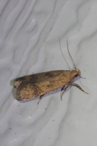 Pexicopia malvella