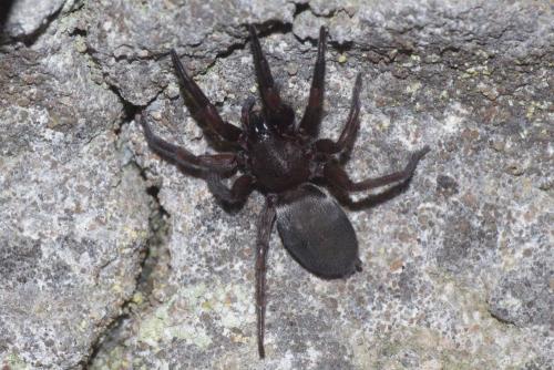 Scotophaeus sp.