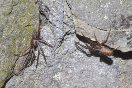 Segestria florentina
