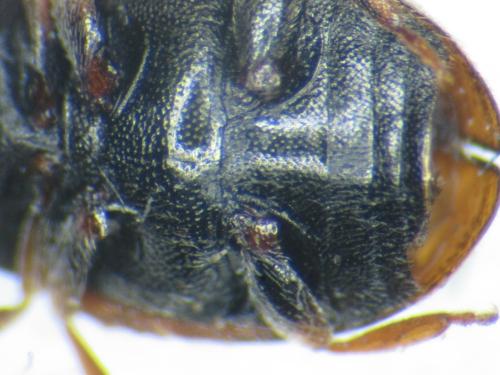 Réf. 245 350 : Scymnus suturalis