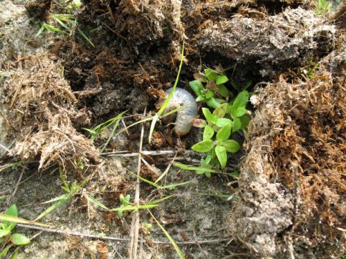 Campsiura trivittata