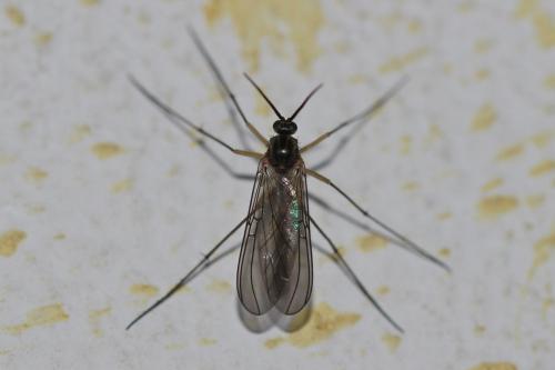 Réf. 245 797 : Mycomya sp.