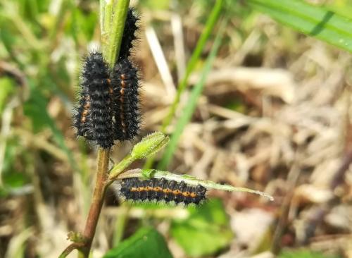 Réf. 245 390 : Saturnia pavonia