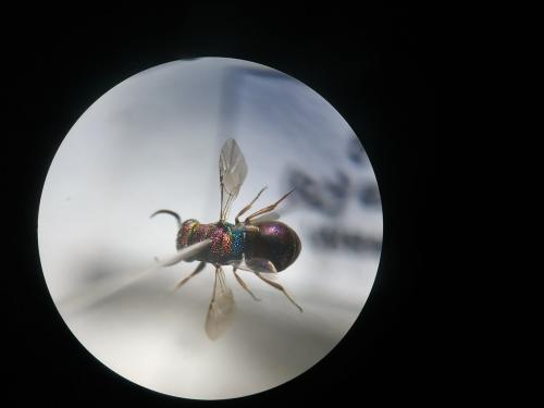Réf. 245 449 : Hedychridium sp.