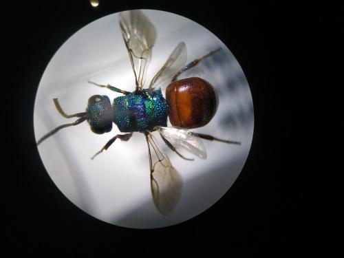 Réf. 245 413 : Hedychridium sp.