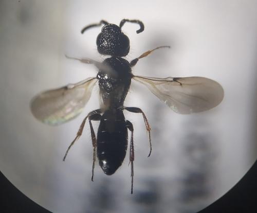 Sparasion sp.