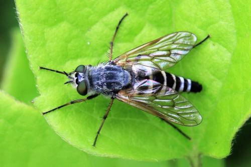 Thereva valida