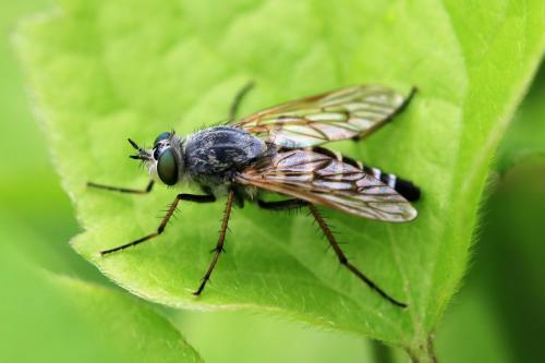 Thereva valida