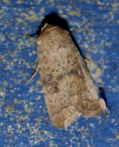 Réf. 245 763 : Hoplodrina sp.