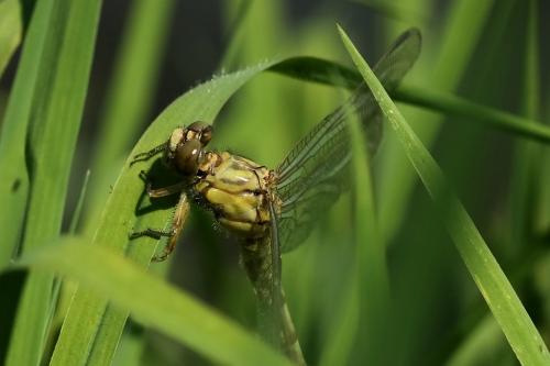 Réf. 245 854 : Stylurus flavipes