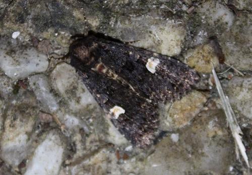Melanchra persicariae