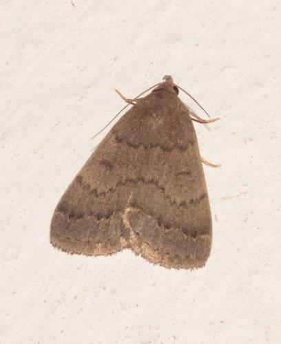 Nodaria nodosalis