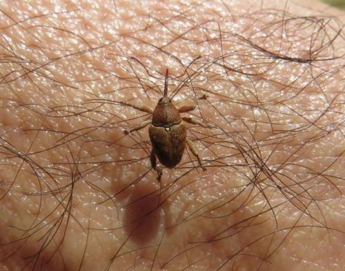 Réf. 245 187 : Curculio glandium