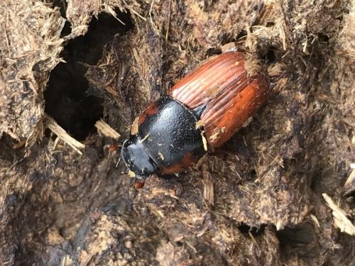 Réf. 245 354 : Coprimorphus scrutator