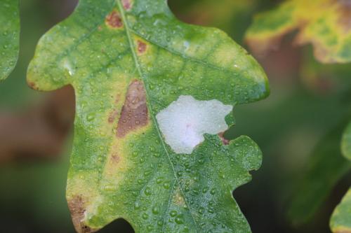 Tischeria ekebladella